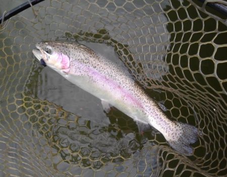大安トラウトレイク 釣果